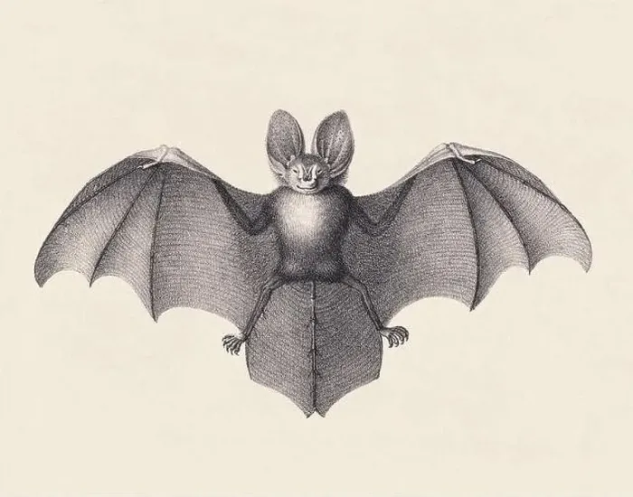Framed Print : Bat illustration. Pencil sketch of a bat isolated on an aged beige background Framed Print : Bat illustration. Pencil sketch of a bat isolated on an aged beige background