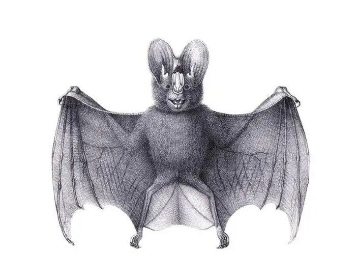 Framed Print : Bat illustration. Pencil sketch of a bat isolated on a plain white background Framed Print : Bat illustration. Pencil sketch of a bat isolated on a plain white background