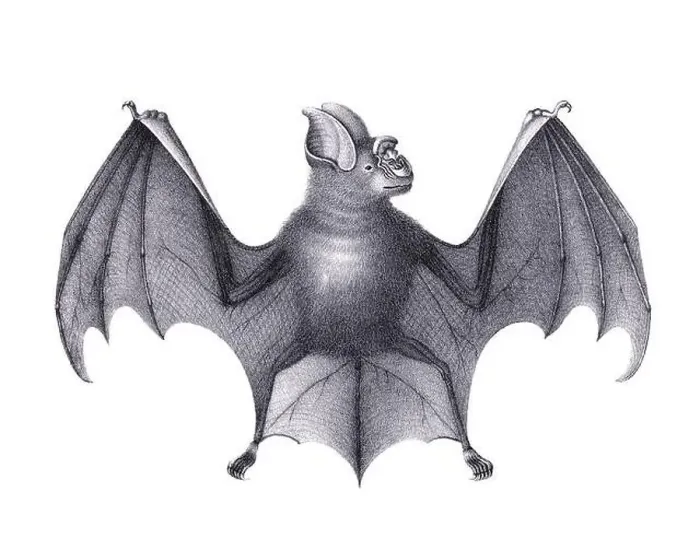 Framed Print : Bat illustration. Pencil sketch of a bat isolated on a plain white background Framed Print : Bat illustration. Pencil sketch of a bat isolated on a plain white background