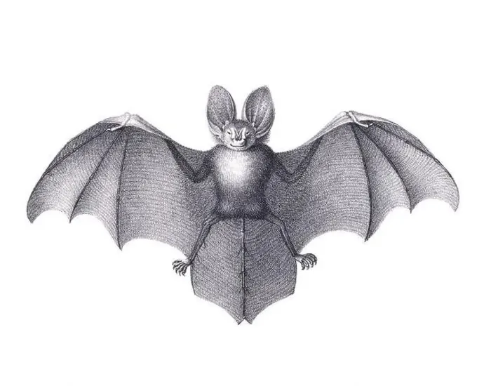 Framed Print : Bat illustration. Pencil sketch of a bat isolated on a plain white background Framed Print : Bat illustration. Pencil sketch of a bat isolated on a plain white background