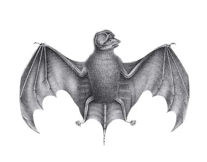 Framed Print : Bat illustration. Pencil sketch of a bat isolated on a plain white background Framed Print : Bat illustration. Pencil sketch of a bat isolated on a plain white background