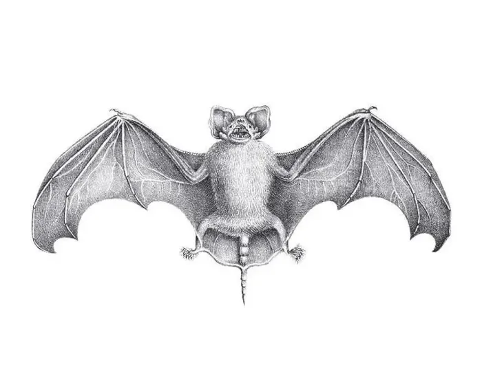 Framed Print : Bat illustration. Pencil sketch of a bat isolated on a plain white background Framed Print : Bat illustration. Pencil sketch of a bat isolated on a plain white background