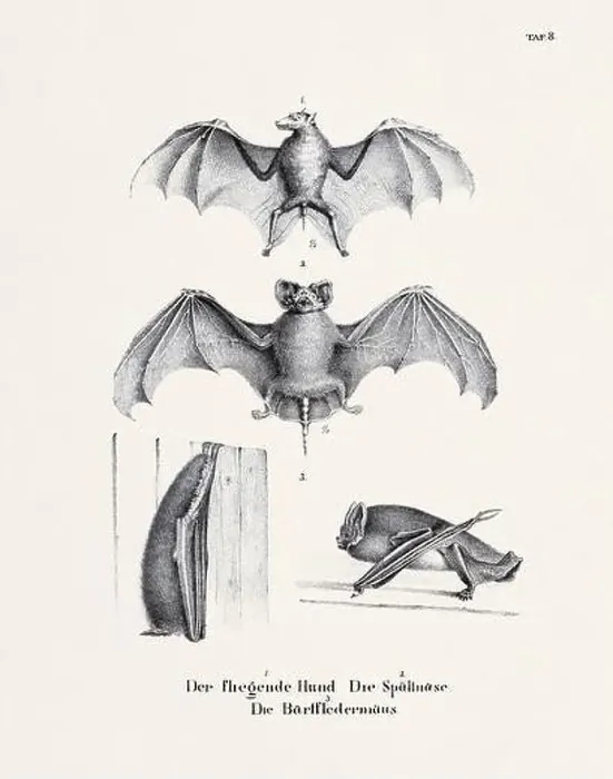 Framed Print : Bat Illustration. Zoological Lithography. Natural History Art