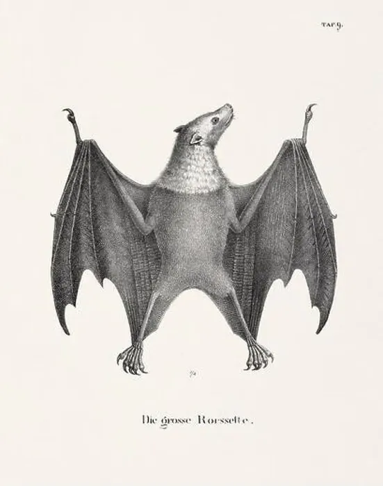 Framed Print : Bat Illustration. Zoological Lithography. Natural History Art
