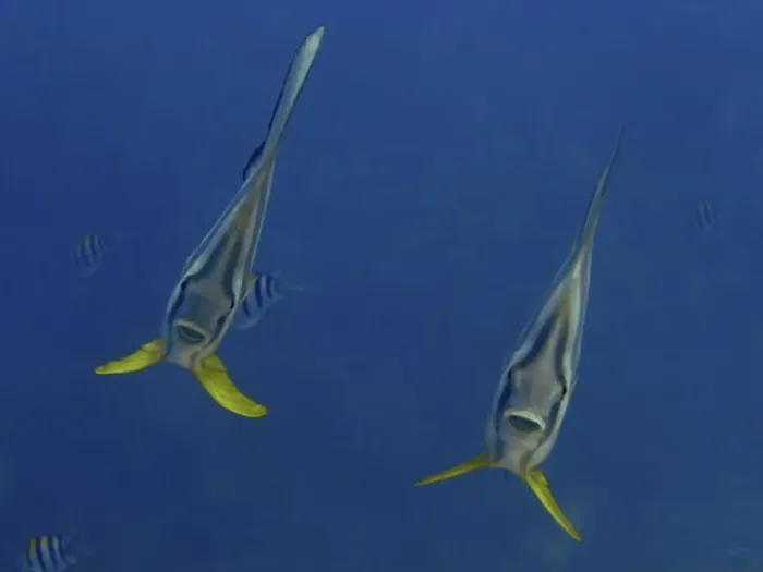 Framed Print : Two batfish with yellow fins, longfin batfish (Platax teira) Framed Print : Two batfish with yellow fins, longfin batfish (Platax teira)