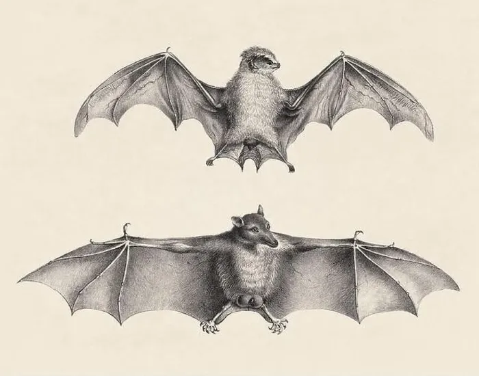 Framed Print : Bats illustration. Pencil sketch of bats isolated on an aged beige background Framed Print : Bats illustration. Pencil sketch of bats isolated on an aged beige background