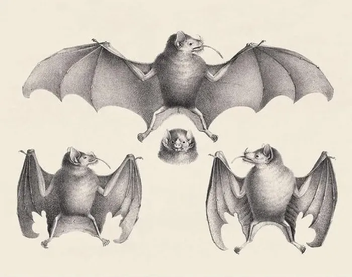 Framed Print : Bats illustration. Pencil sketch of bats isolated on an aged beige background Framed Print : Bats illustration. Pencil sketch of bats isolated on an aged beige background