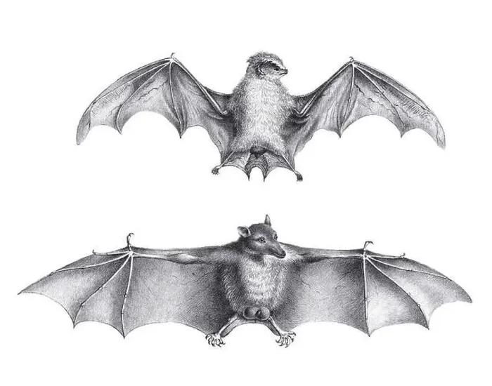 Framed Print : Bats illustration. Pencil sketch of bats isolated on a plain white background Framed Print : Bats illustration. Pencil sketch of bats isolated on a plain white background