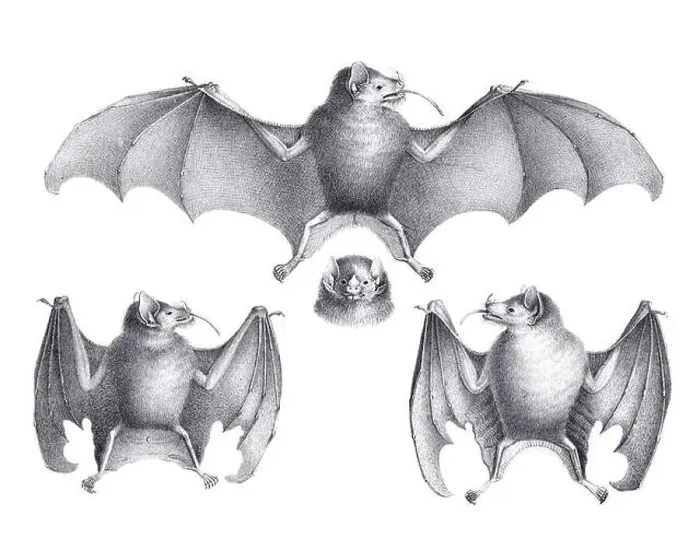 Framed Print : Bats illustration. Pencil sketch of bats isolated on a plain white background Framed Print : Bats illustration. Pencil sketch of bats isolated on a plain white background