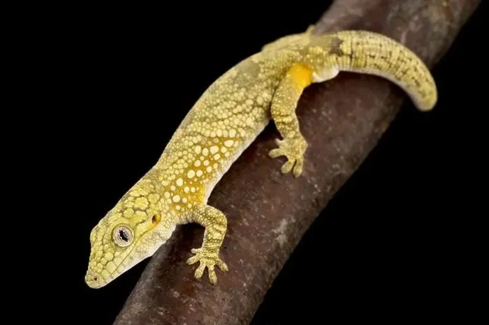 Framed Print : Bauer's Chameleon Gecko (Eurydactylodes agricolae) Framed Print : Bauer's Chameleon Gecko (Eurydactylodes agricolae)