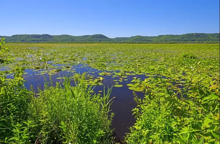 Framed Print : Bayou of the MIssissippi River in Summer Green in the Trempealeau National Wildlife Refuge in Wisconsin Framed Print : Bayou of the MIssissippi River in Summer Green in the Trempealeau National Wildlife Refuge in Wisconsin