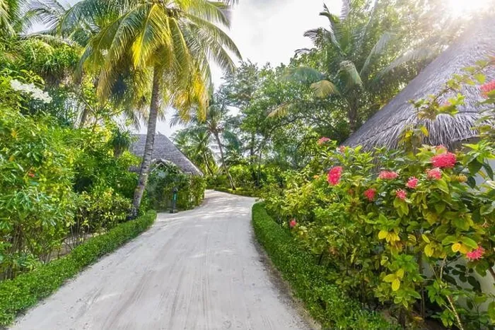 Framed Print : Beach bungalows in Maldives. Tropical floral garden and palm trees with sun rays. Exotic resort hotel destination. Tranquil relaxing pathway scenery Framed Print : Beach bungalows in Maldives. Tropical floral garden and palm trees with sun rays. Exotic resort hotel destination. Tranquil relaxing pathway scenery