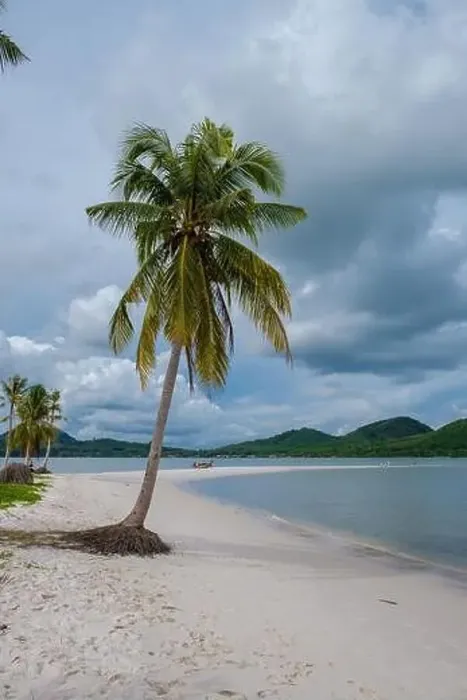 Framed Print : the beach at the Island Koh Yao Yai Thailand, beach with white sand and palm trees Framed Print : the beach at the Island Koh Yao Yai Thailand, beach with white sand and palm trees