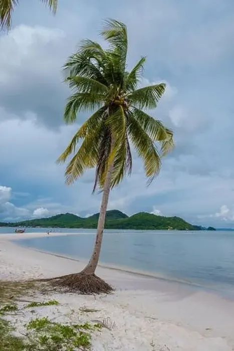 Framed Print : the beach at the Island Koh Yao Yai Thailand, beach with white sand and palm trees Framed Print : the beach at the Island Koh Yao Yai Thailand, beach with white sand and palm trees