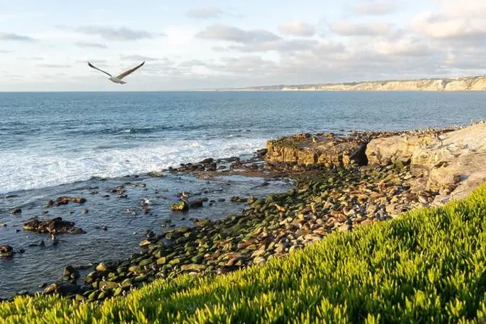 Framed Print : A beach full of seals resting at sunset. La Jolla Cove, San Diego, Calirfornia Framed Print : A beach full of seals resting at sunset. La Jolla Cove, San Diego, Calirfornia