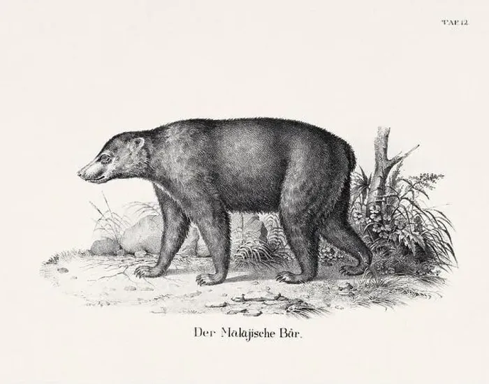 Framed Print : Bear Illustration. Zoological Lithography. Natural History Art Framed Print : Bear Illustration. Zoological Lithography. Natural History Art