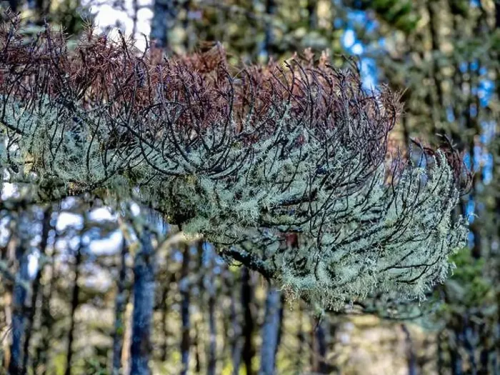Framed Print : Beard lichen is growing on a tree branch in Leadbetter Point State Park, Washington, USA Framed Print : Beard lichen is growing on a tree branch in Leadbetter Point State Park, Washington, USA