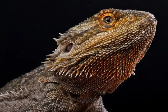 Framed Print : Bearded dragon / Pogona vitticeps Framed Print : Bearded dragon / Pogona vitticeps