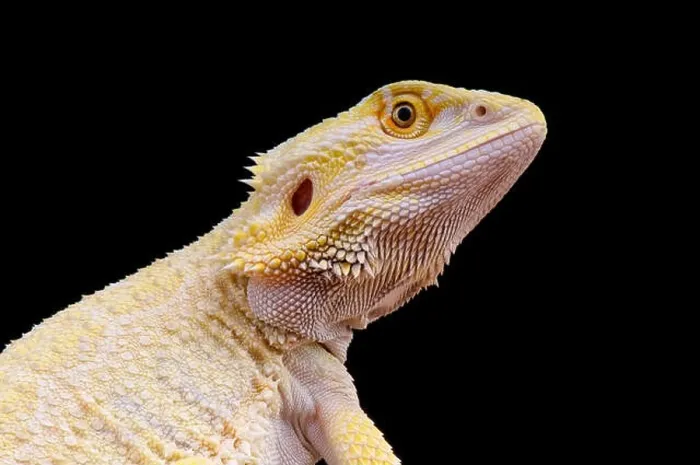 Framed Print : Bearded dragon / Pogona vitticeps Framed Print : Bearded dragon / Pogona vitticeps