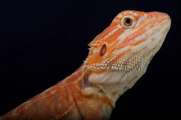 Framed Print : Bearded dragon / Pogona vitticeps Framed Print : Bearded dragon / Pogona vitticeps
