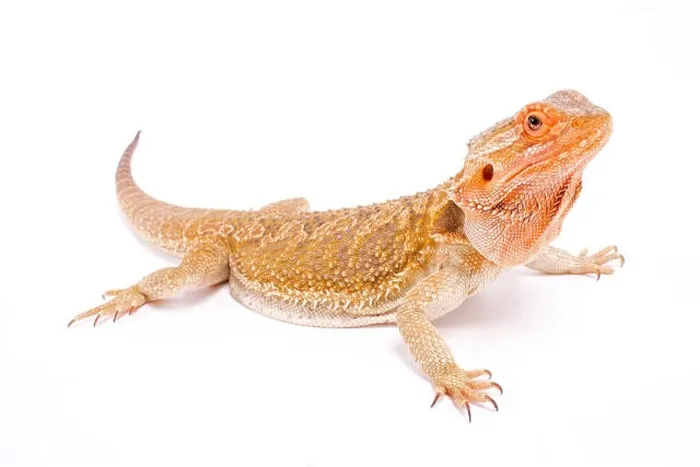 Framed Print : Bearded dragon, Pogona vitticeps Framed Print : Bearded dragon, Pogona vitticeps