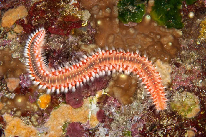 Framed Print : Bearded Fireworm, Hermodice carunculata, Dubrovnik, Adriatic Sea, Croatia Framed Print : Bearded Fireworm, Hermodice carunculata, Dubrovnik, Adriatic Sea, Croatia