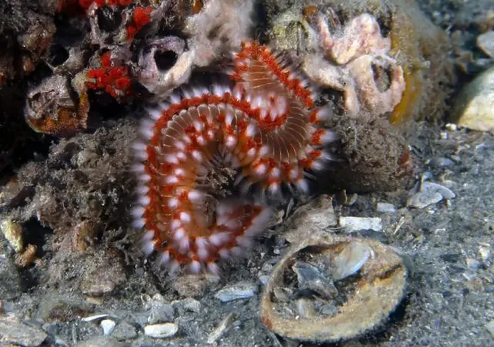 Framed Print : A Bearded Fireworm (Hermodice carunculata) in Florida, USA