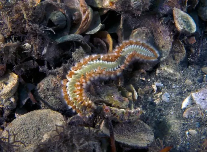 Framed Print : A Bearded Fireworm (Hermodice carunculata) in Florida, USA