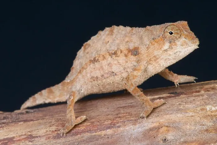 Framed Print : Bearded leaf chameleon / Rieppeleon brevicauda Framed Print : Bearded leaf chameleon / Rieppeleon brevicauda
