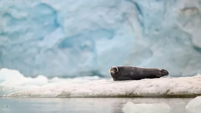 Framed Print : Bearded seal (Erignathus barbatus) on ice in front of glacier Framed Print : Bearded seal (Erignathus barbatus) on ice in front of glacier