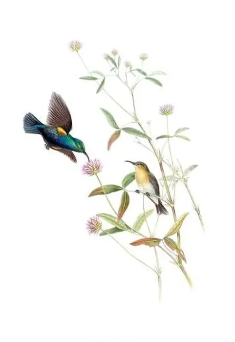 Framed Print : Beautibul Bird illustration. Vintage bird Print by John Gould. Ca.1850 Framed Print : Beautibul Bird illustration. Vintage bird Print by John Gould. Ca.1850
