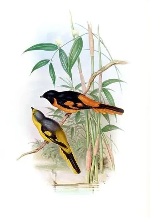 Framed Print : Beautibul Bird illustration. Vintage bird Print by John Gould. Ca.1850 Framed Print : Beautibul Bird illustration. Vintage bird Print by John Gould. Ca.1850