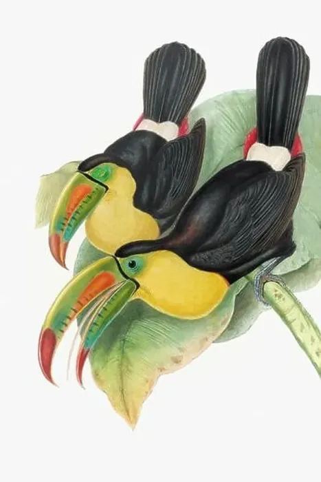 Framed Print : Beautiful 19th century Toucans illustration. Colorful tropical birds. Antique zoological illustration. Ca 1850