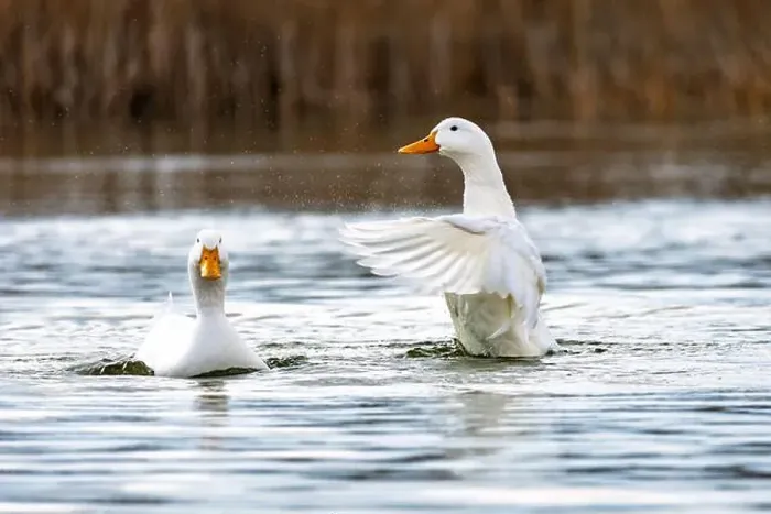 Framed Print : beautiful, adolescent white-morph snow goose at the edge of a lake Framed Print : beautiful, adolescent white-morph snow goose at the edge of a lake