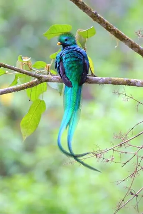 Framed Print : A beautiful adult male Resplendent Quetzal (Pharomachrus mocinno) Framed Print : A beautiful adult male Resplendent Quetzal (Pharomachrus mocinno)