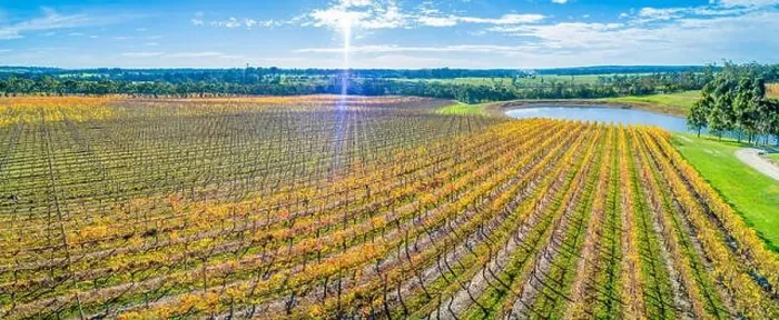 Framed Print : Beautiful aerial panorama of golden vineyard on bright sunny day with sun flare Framed Print : Beautiful aerial panorama of golden vineyard on bright sunny day with sun flare