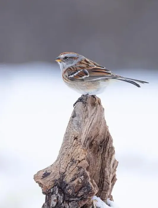 Framed Print : A beautiful American tree Sparrow perched on a branch in winter in Canada Framed Print : A beautiful American tree Sparrow perched on a branch in winter in Canada