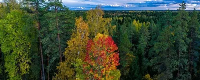 Framed Print : Beautiful autumn landscape. Panorama view of forest from above. Latvian nature Framed Print : Beautiful autumn landscape. Panorama view of forest from above. Latvian nature