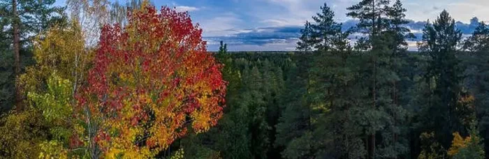Framed Print : Beautiful autumn landscape. Panorama view of forest from above. Latvian nature Framed Print : Beautiful autumn landscape. Panorama view of forest from above. Latvian nature