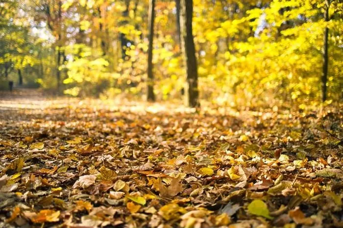 Framed Print : Beautiful autumn landscape with yellow trees and sun. Colorful foliage in the park. Falling leaves natural background, low point of view, fall forest Framed Print : Beautiful autumn landscape with yellow trees and sun. Colorful foliage in the park. Falling leaves natural background, low point of view, fall forest