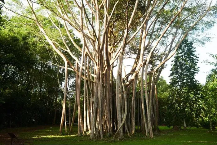 Framed Print : A beautiful Banyan Tree on the tropical islandn of Pulau Ubin in SIngapore Framed Print : A beautiful Banyan Tree on the tropical islandn of Pulau Ubin in SIngapore