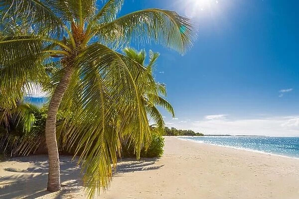 Beautiful beach background sun rays and palm trees on sandy beach