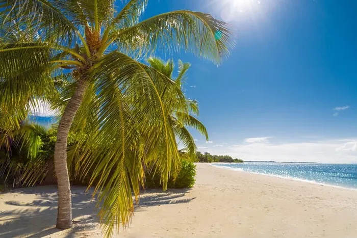 Framed Print : Beautiful beach background sun rays and palm trees on sandy beach Framed Print : Beautiful beach background sun rays and palm trees on sandy beach