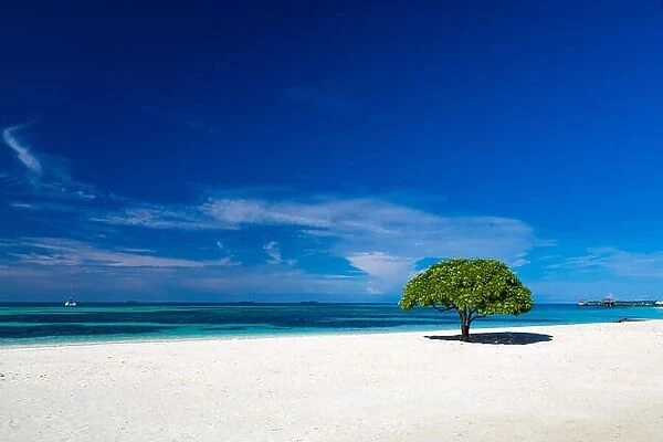 Beautiful beach in Maldives, with a tropical tree