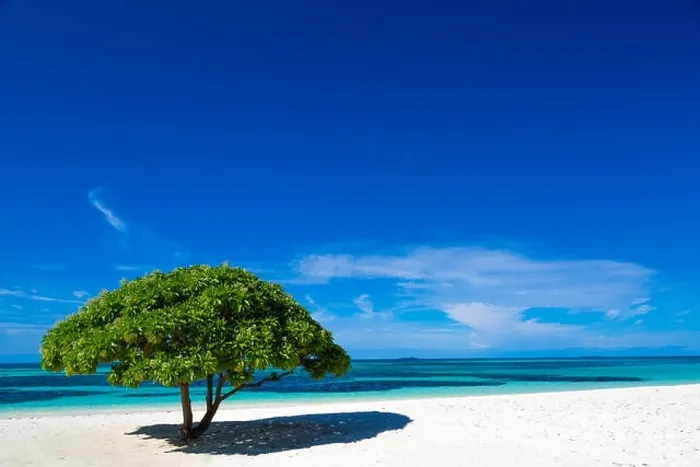 Framed Print : Beautiful beach in Maldives, with a tropical tree Framed Print : Beautiful beach in Maldives, with a tropical tree