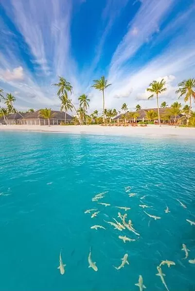 Beautiful beach with palm trees moody sky. Summer vacation travel holiday background concept. Maldives paradise beach. Luxury travel summer holiday