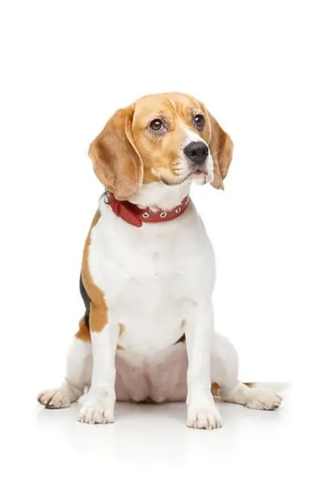 Framed Print : beautiful beagle girl dog with red collar isolated on white background. copy space Framed Print : beautiful beagle girl dog with red collar isolated on white background. copy space