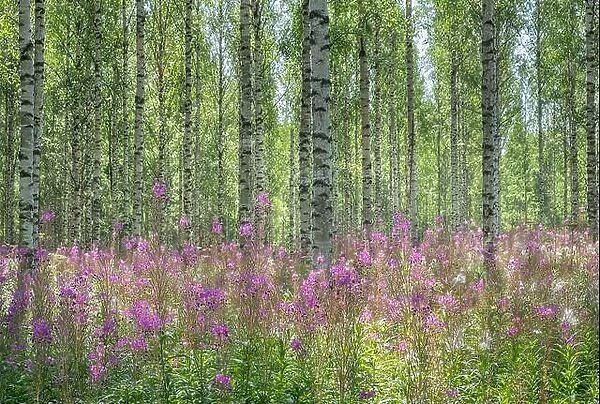 Beautiful birch forest with pink flowers at bright sunny summer day in Finland