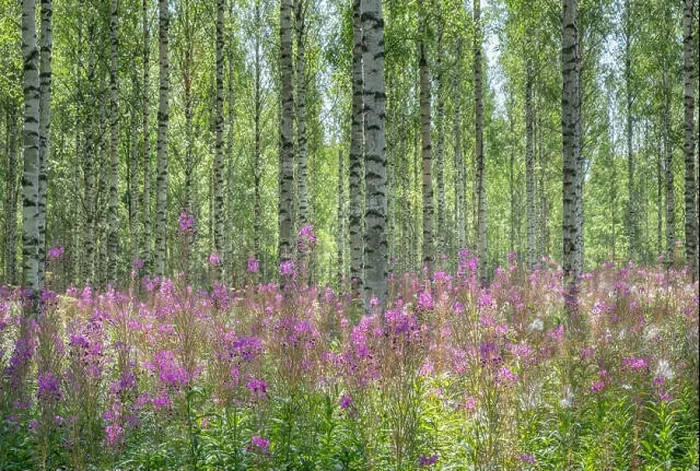 Framed Print : Beautiful birch forest with pink flowers at bright sunny summer day in Finland Framed Print : Beautiful birch forest with pink flowers at bright sunny summer day in Finland