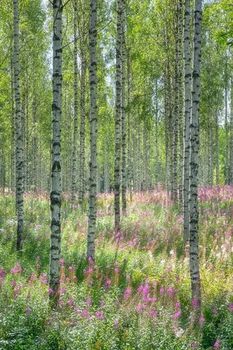 Framed Print : Beautiful birch forest with pink flowers at bright sunny summer day in Finland Framed Print : Beautiful birch forest with pink flowers at bright sunny summer day in Finland